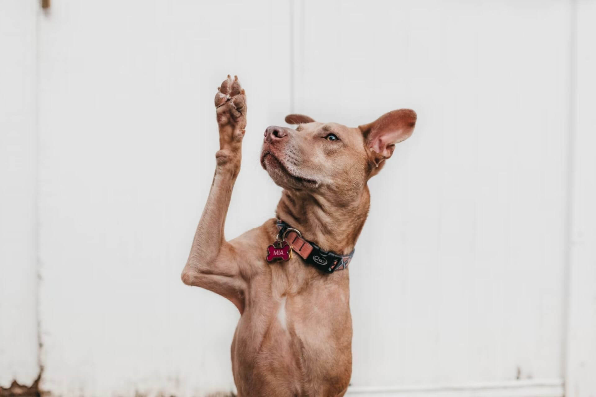 Vet Near Me Tucson, AZ 85719 Acacia Animal Hospital