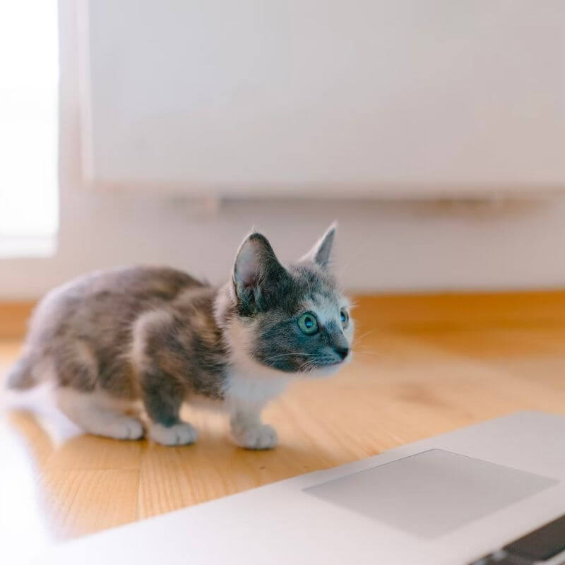 cat looking at computer