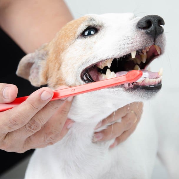 hand brushing dog's tooth for dental care