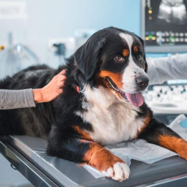 Pet Abdominal Ultrasound Dog having an ultrasound exam
