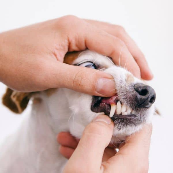 Pet Dental Radiographs Services Veterinarian checking teeth to a dog