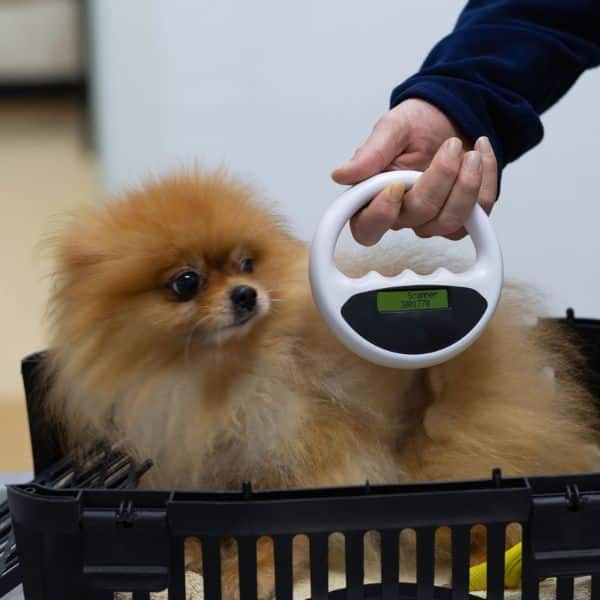 Veterinarian scanning a dog's body for a chip