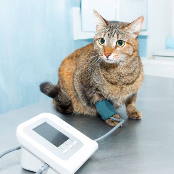 Pet Urgent Care Services A vet measuring the blood pressure of a cat